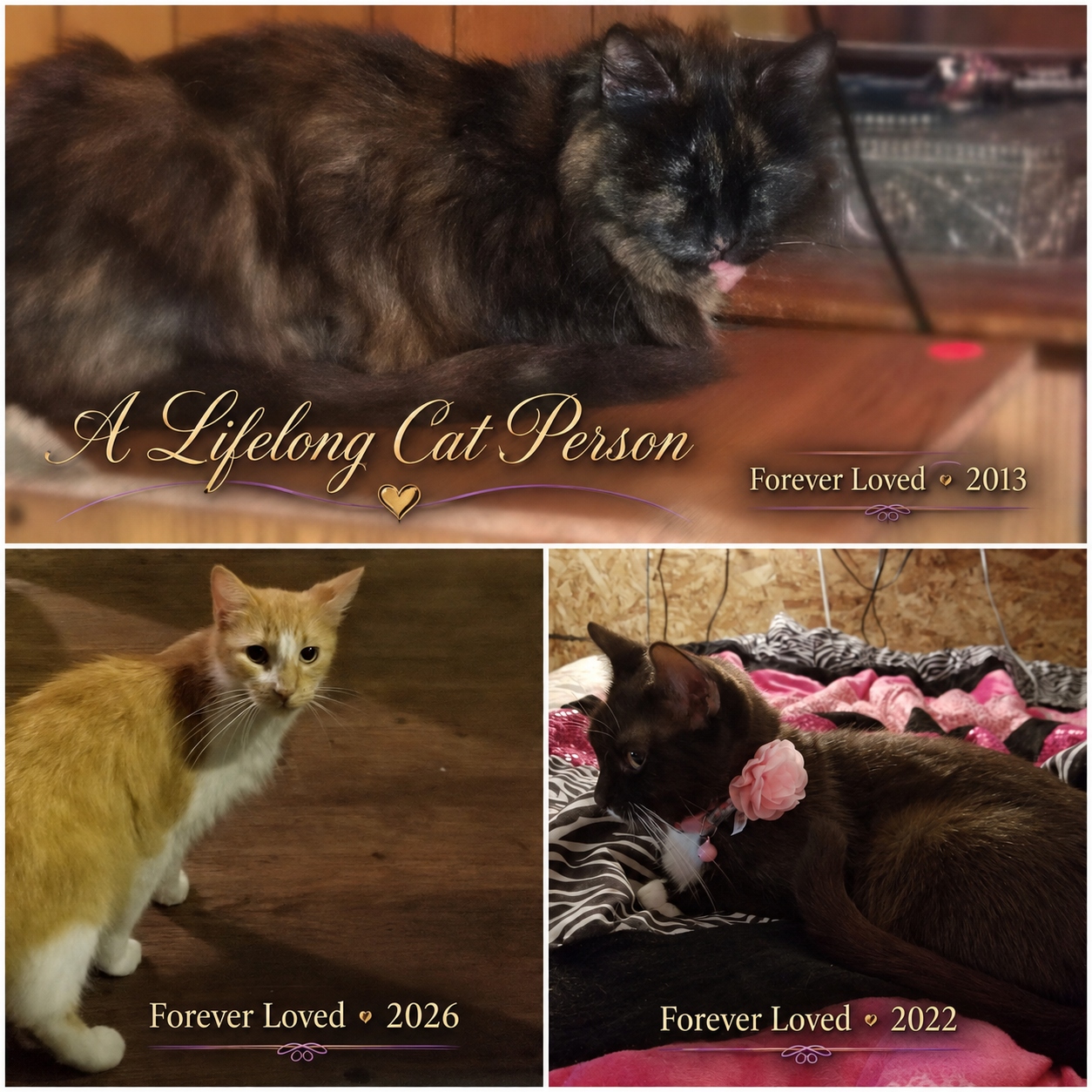 A memorial collage celebrating Holley’s lifelong love for cats